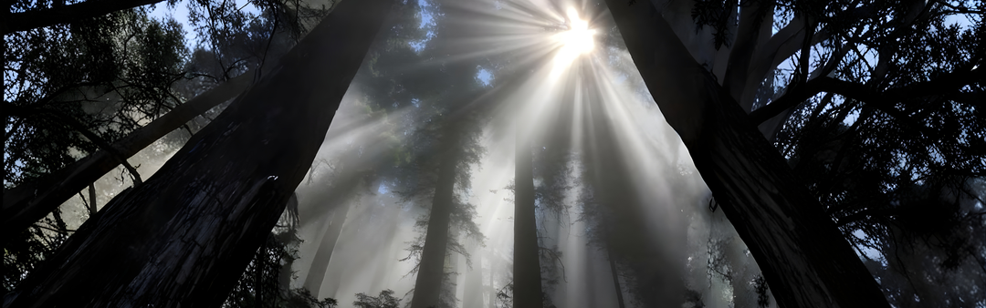 Forest Bathing for Urban Minds — How Green Time Supports Immunity & Mood