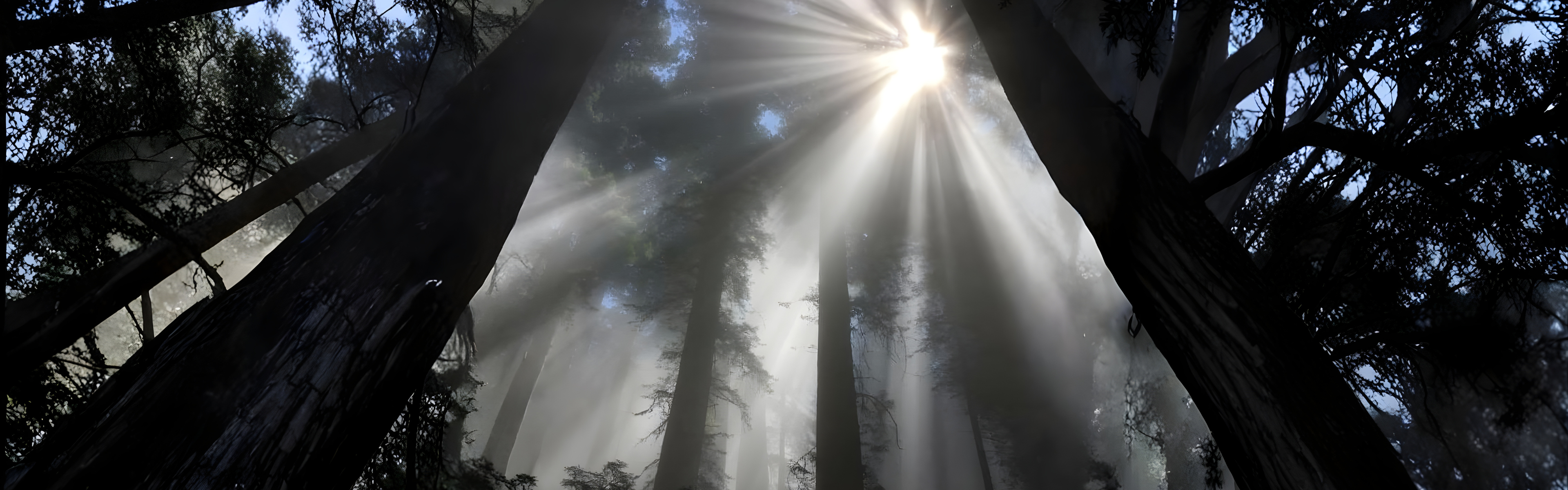 Forest Bathing for Urban Minds — How Green Time Supports Immunity & Mood