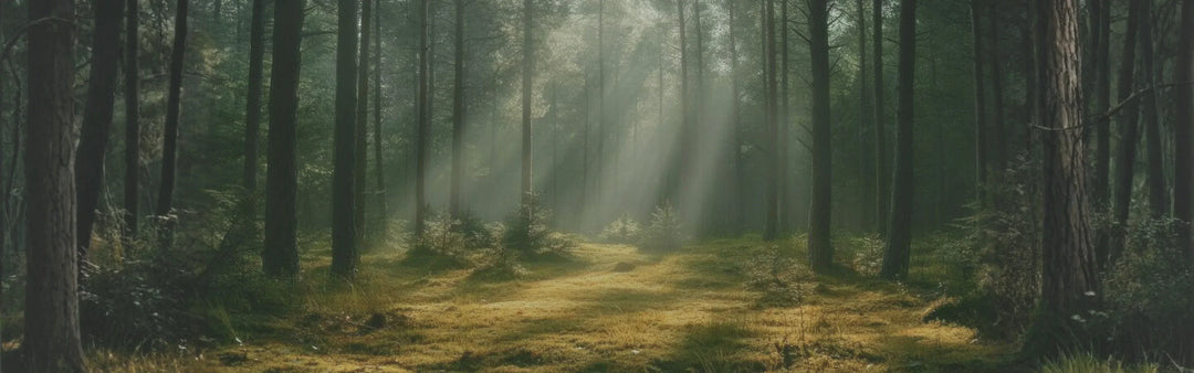 Forest Bathing, Scientifically: How Nature Lowers Stress, Supports Immunity, and Calms the Nervous System